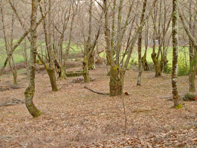 Bosque 1 ya limpio y desbrozado