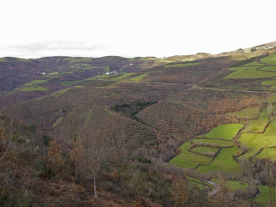 Panorámica plantación forestal