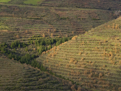 Más cerca: Plantacion forestal