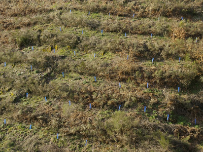 Detalle Plantacion forestal